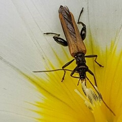 Oedemera femorata