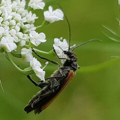 Oedemera femorata