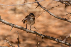 Cercotrichas leucophrys
