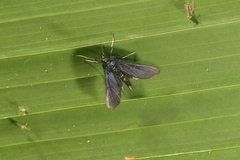 Desmia filicornis