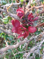 Puccinia magellanica