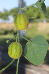 Cucumis melo