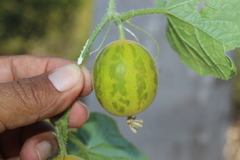 Cucumis melo