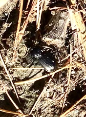 Pterostichus pedemontanus