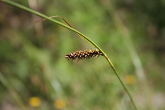 Carex binervis
