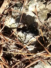 Pterostichus pedemontanus