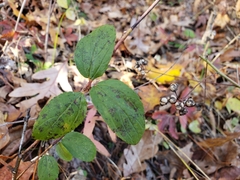 Ceanothus americanus