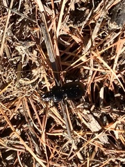 Pterostichus pedemontanus