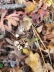Ceanothus americanus