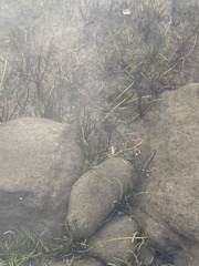 Phyllospadix torreyi