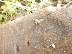 Anyphaena accentuata