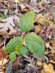 Ceanothus americanus