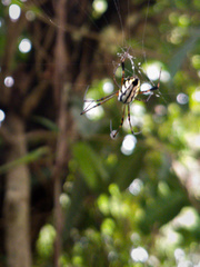 Leucauge fastigata