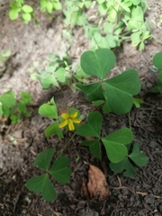 Oxalis corniculata