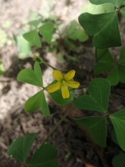 Oxalis corniculata