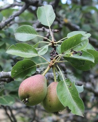 Pyrus communis pyraster