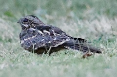 Caprimulgus clarus