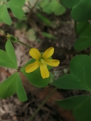 Oxalis corniculata
