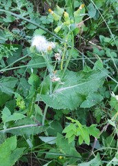 Sonchus oleraceus