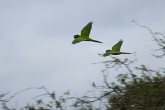 Thectocercus acuticaudatus