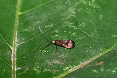 Nemophora