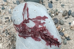Phycodrys rubens