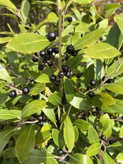 Ilex glabra