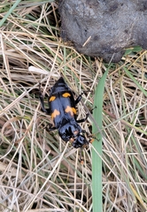 Nicrophorus orbicollis
