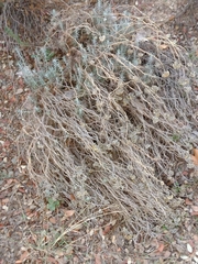 Helichrysum stoechas