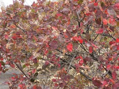 Cotinus coggygria