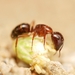 Camponotus yogi - Photo (c) Toby, algunos derechos reservados (CC BY), subido por Toby
