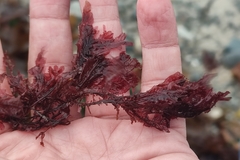 Phycodrys rubens