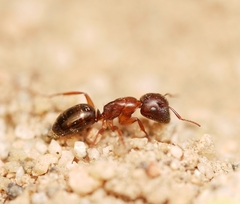 Camponotus yogi