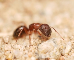 Camponotus yogi