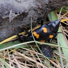 Nicrophorus orbicollis