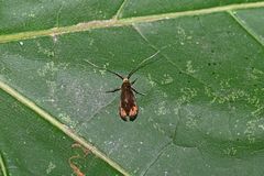 Nemophora