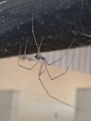 Physocyclus globosus