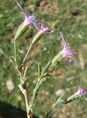 Dianthus illyricus image