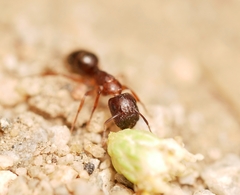 Camponotus yogi