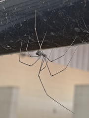 Physocyclus globosus