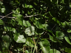 Hydrocotyle ranunculoides