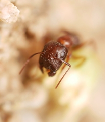 Camponotus yogi