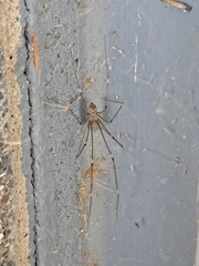 Physocyclus globosus