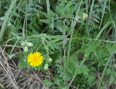 Sonchus tenerrimus