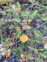 Malvastrum aurantiacum