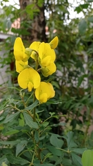 Crotalaria spectabilis