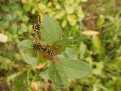 Polistes