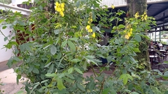 Crotalaria spectabilis