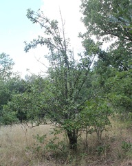 Pyrus communis pyraster