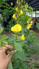 Crotalaria spectabilis